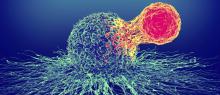 t_cell_eliminating_cancer_cell